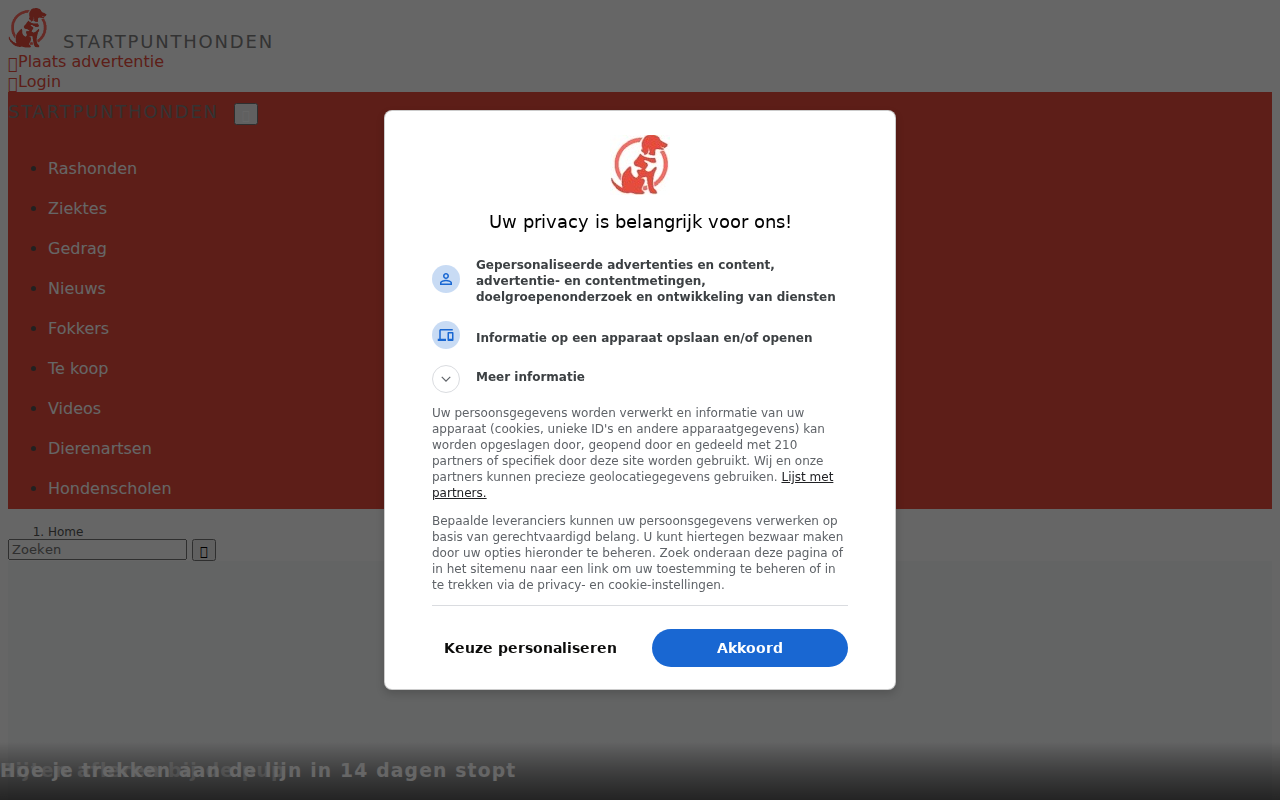 startpunthonden.nl